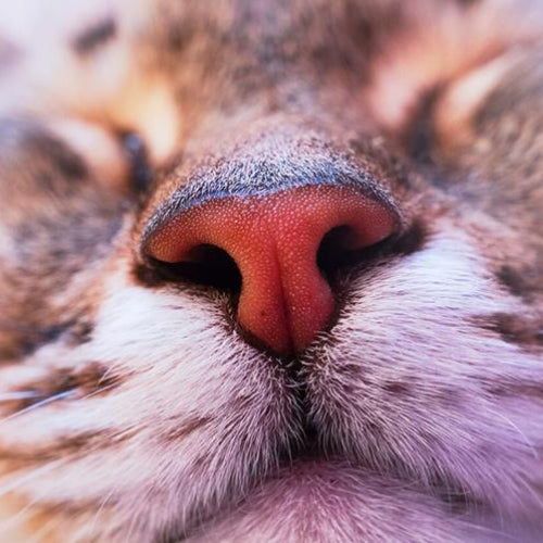 5 Smells Cats Hate vs. Smells Cats Like